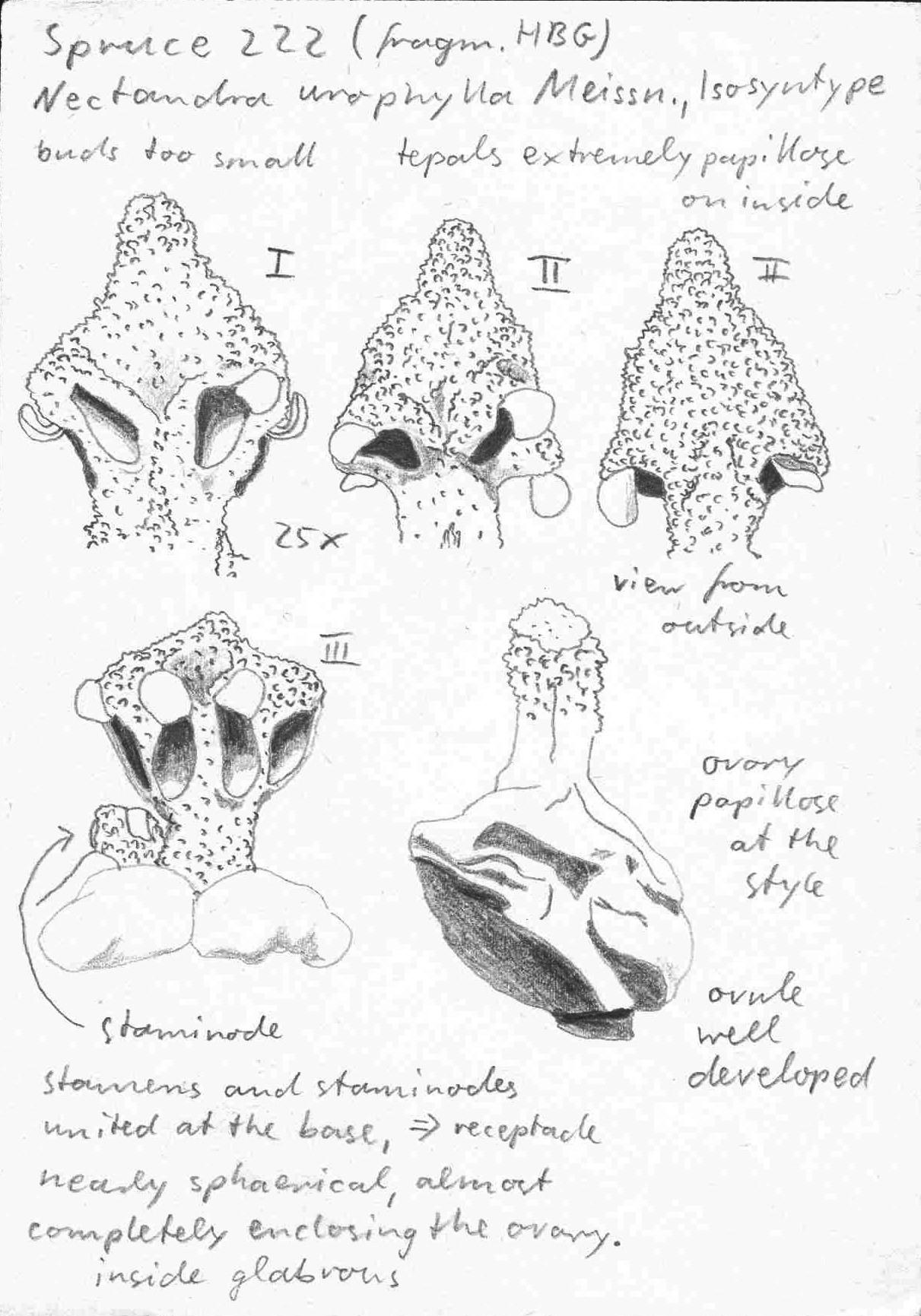 preview Nectandra urophylla Meisn.